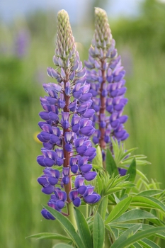 Alpine Lupine