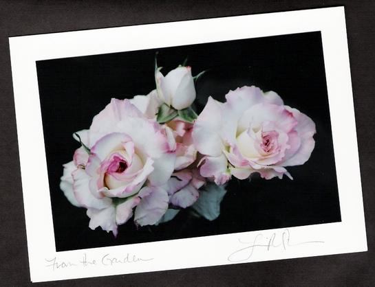 Pink Roses