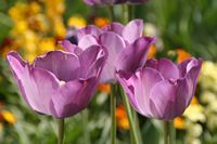 Triple Purple