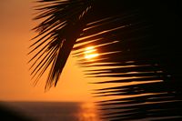 Palm with sunset