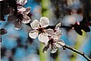 Spring blossom