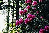 Rhododendrons