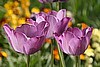Triple Purple