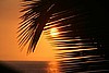 Palm with sunset